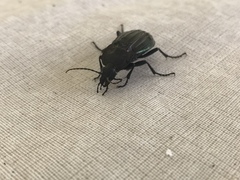 Carabus melancholicus
