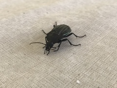 Carabus melancholicus