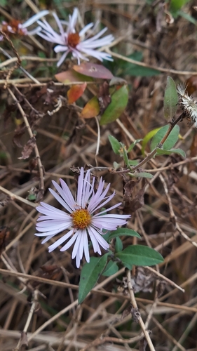Ampelaster carolinianus, photograph 5