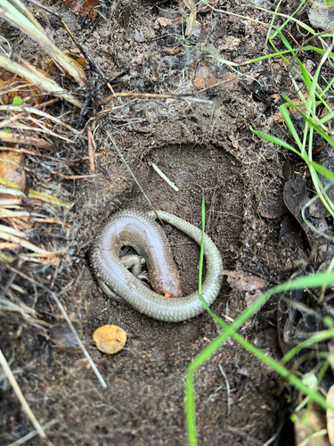 iNaturalist observation photo of Gilbert's Skink
