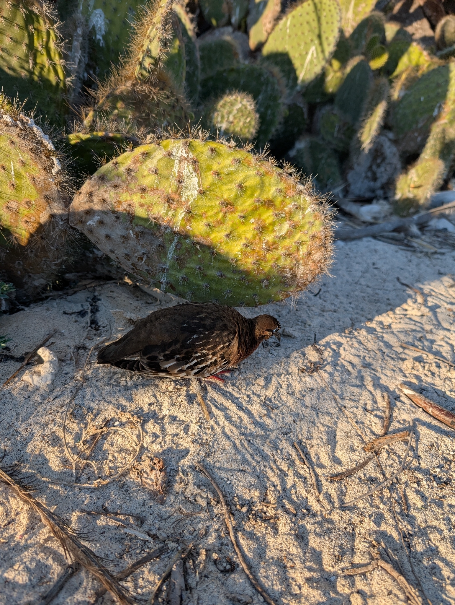 Galapagos Dove (Zenaida galapagoensis), photo 2