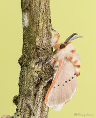 Trosia nigropunctigera