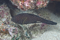 Calloplesiops altivelis