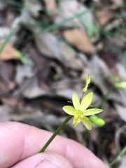 Tricoryne anceps