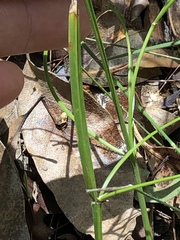 Tricoryne anceps