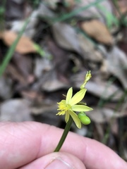 Tricoryne anceps