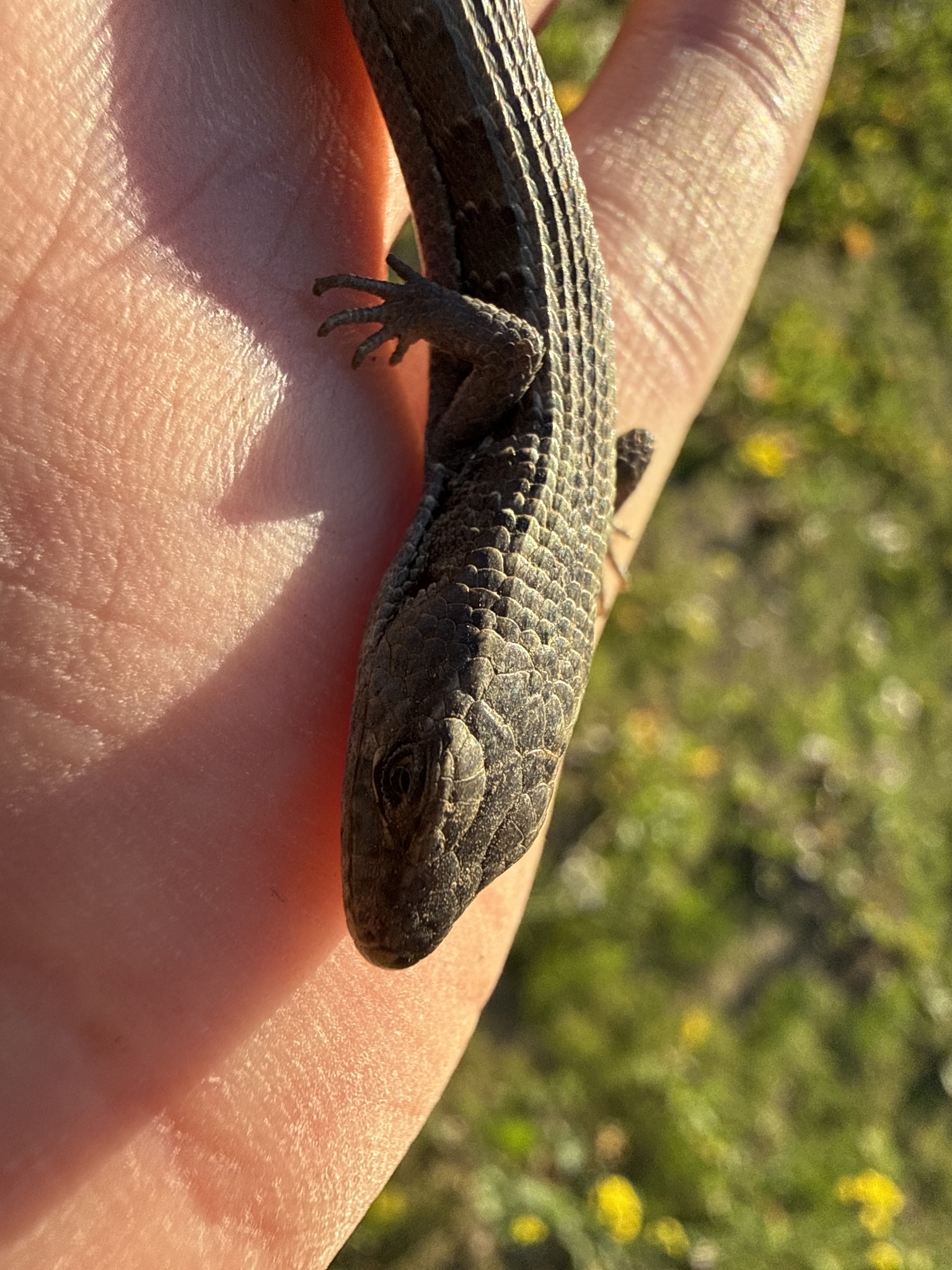 Elgaria coerulea coerulea (Wiegmann, 1828)