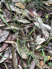 Tricoryne anceps