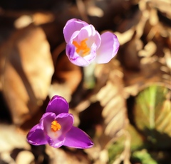 Crocus heuffelianus