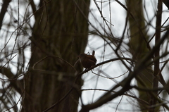 Troglodytes troglodytes