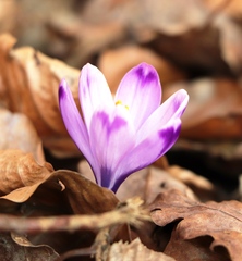 Crocus heuffelianus