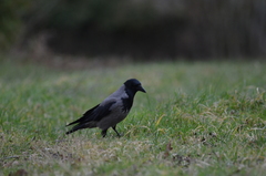 Corvus cornix