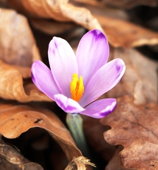 Crocus heuffelianus