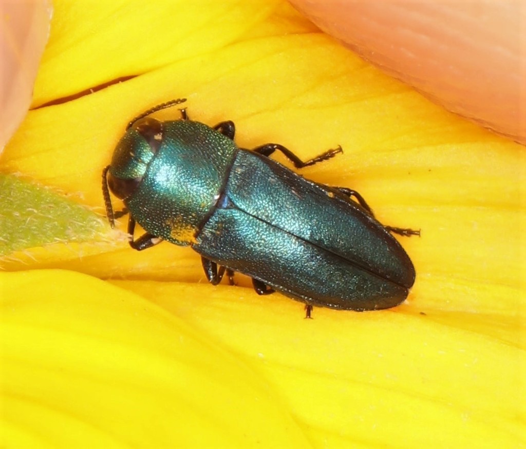 Anthaxia marginata