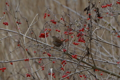 Troglodytes troglodytes