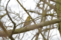 Emberiza citrinella