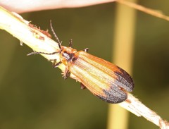 Lycus ampliatus