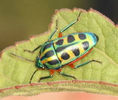 Calidea dregii