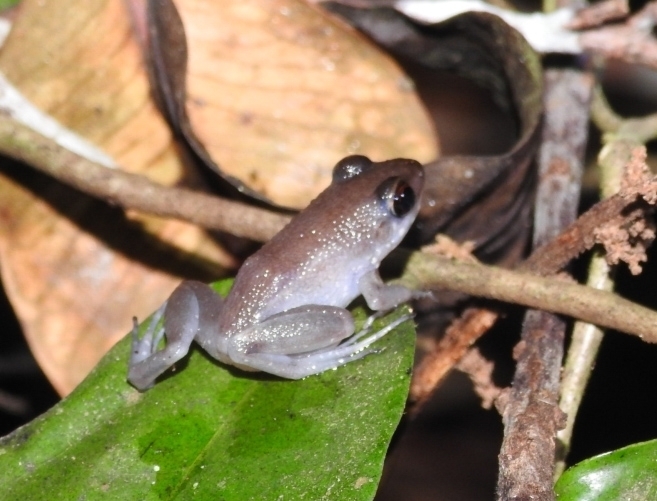 Kongkang Rawa (Pulchrana rawa)