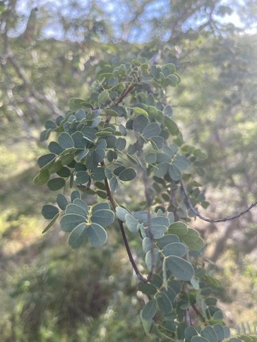Caesalpinia brasiliensis observed 2026-01-24