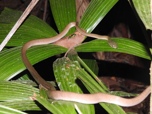 Boiga nigriceps
