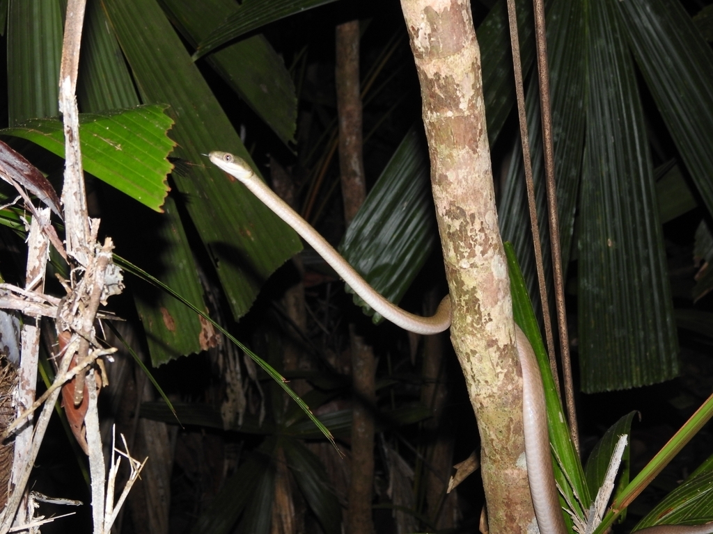 Black-headed Cat Snake (Boiga nigriceps)