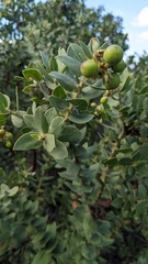 Arctostaphylos refugioensis, photograph (c) George Williams, some rights reserved (CC BY)