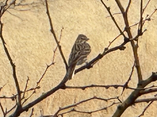 Vesper Sparrow (Pooecetes gramineus), photo 6
