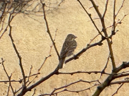 Vesper Sparrow (Pooecetes gramineus), photo 7