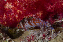 Cirrhitichthys falco