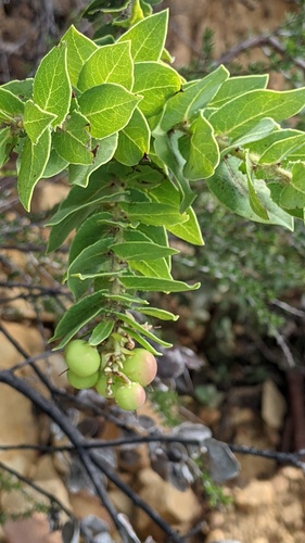 refugio manzanita (Arctostaphylos refugioensis)