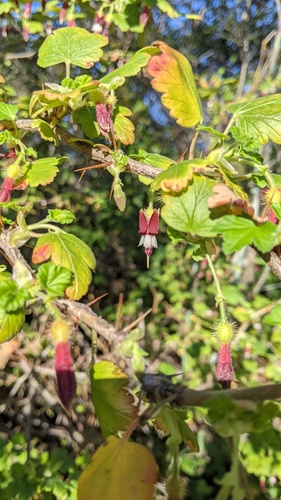 Bitter gooseberry (Ribes amarum)