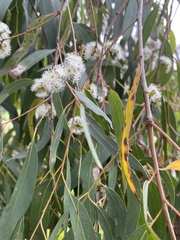 Eucalyptus radiata
