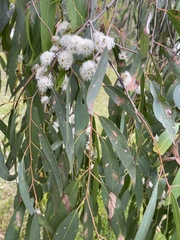 Eucalyptus radiata
