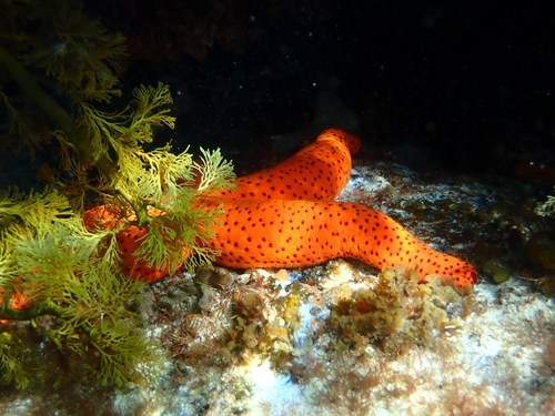 Echinaster varicolor observed 2026-01-24