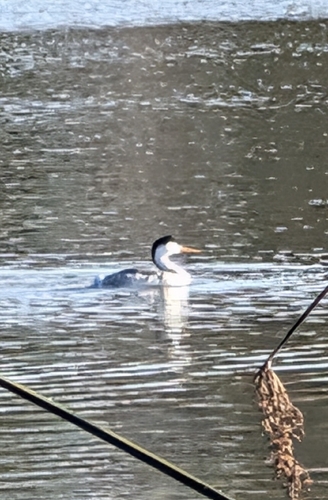 iNaturalist observation photo of Clark's Grebe