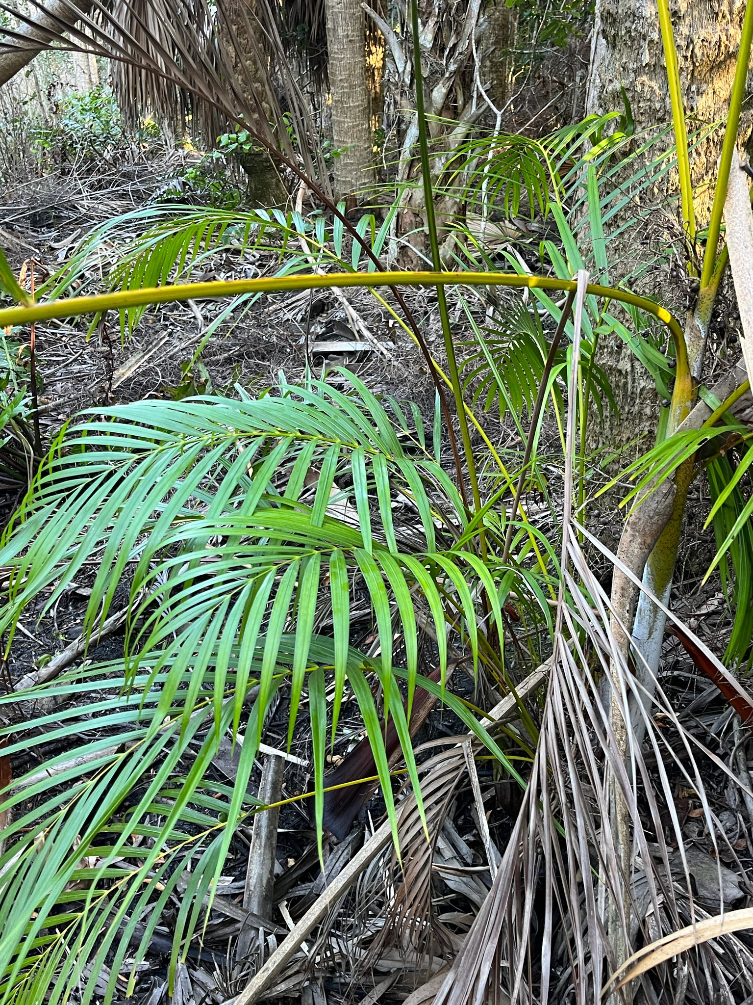 Imagem de palmeira-areca