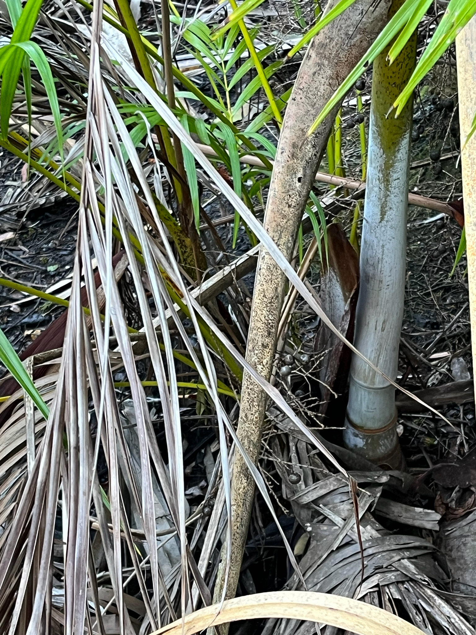 Imagem de palmeira-areca
