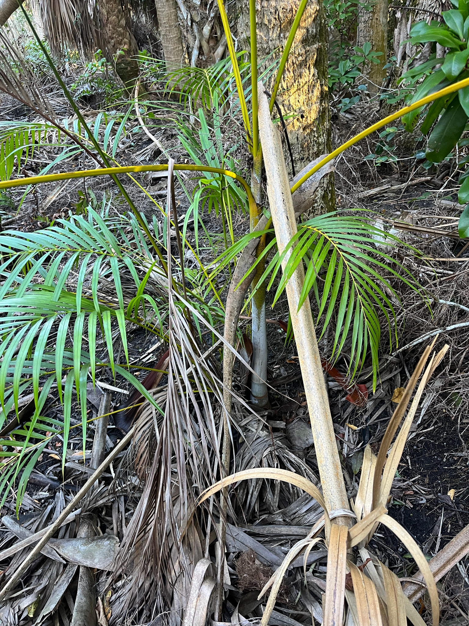 Imagem de palmeira-areca