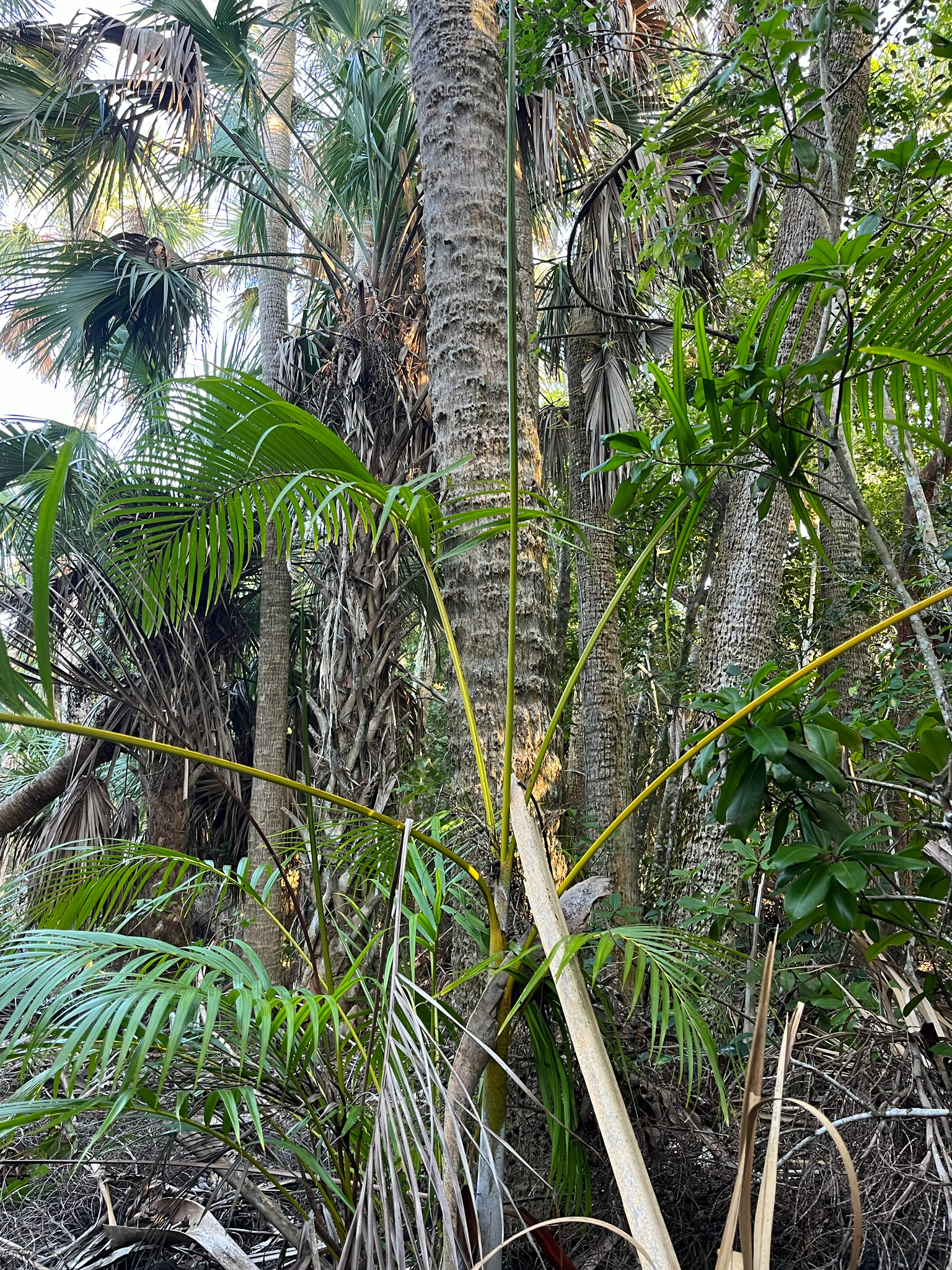 Imagem de palmeira-areca