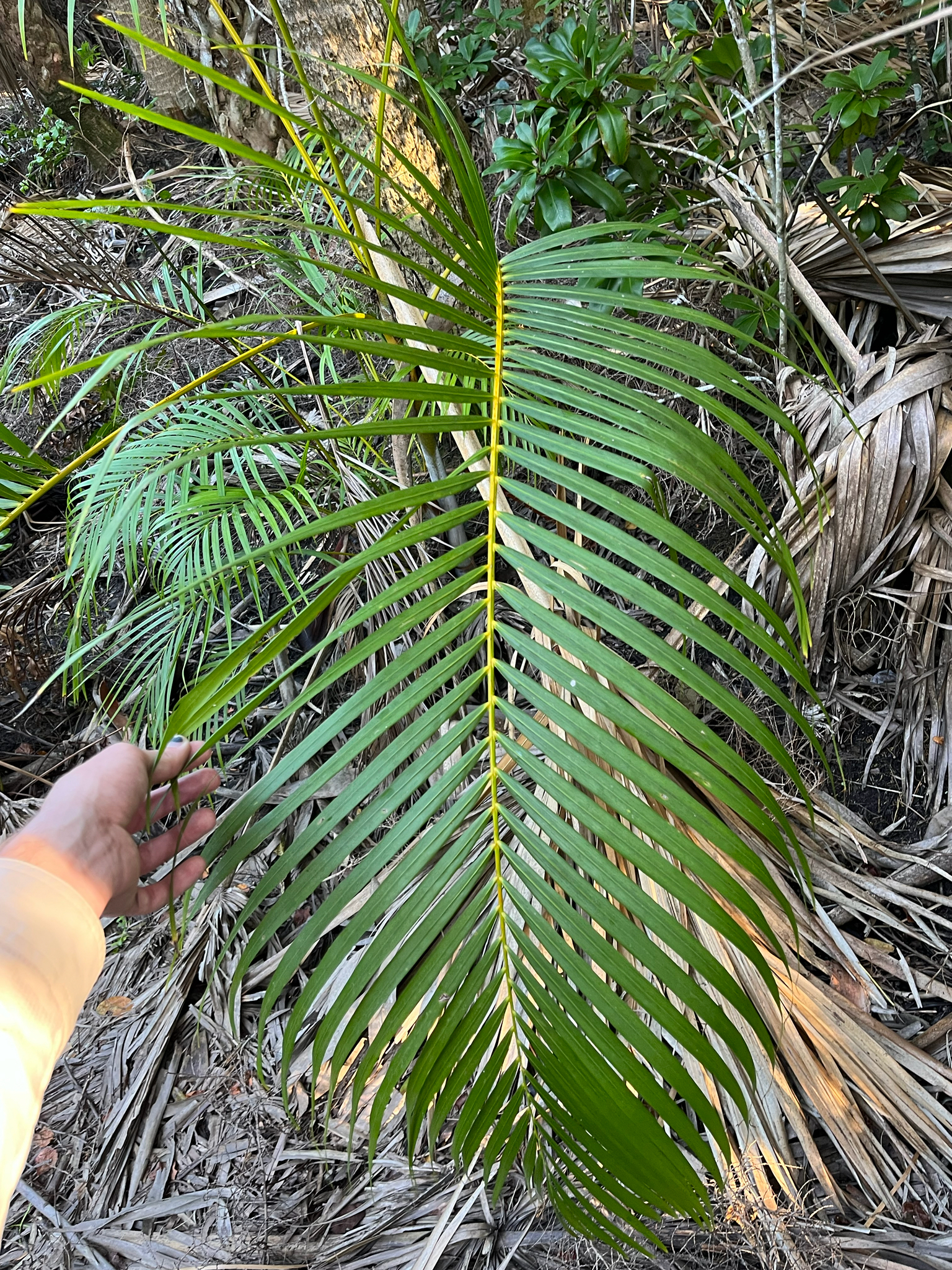 Imagem de palmeira-areca