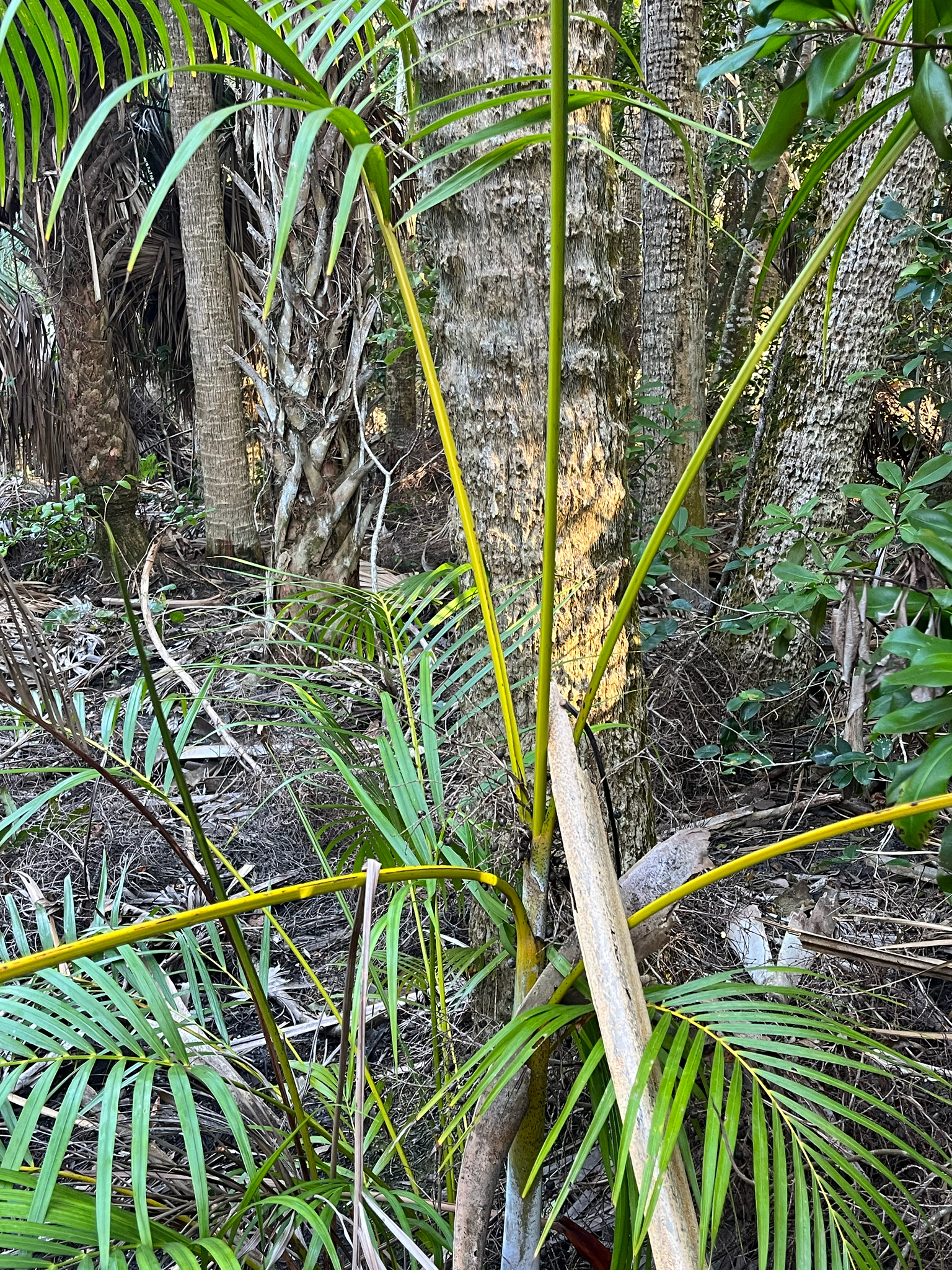 Imagem de palmeira-areca