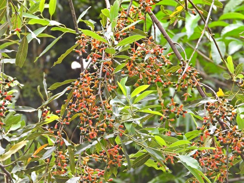 Foto de Canela-guaicá