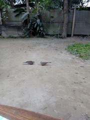 Streptopelia chinensis