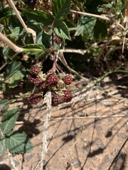 Rubus pinnatus