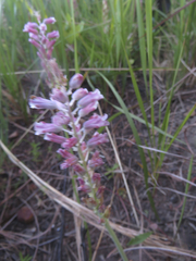 Lachenalia salteri
