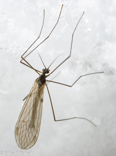 Trichocera salmani