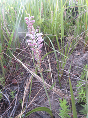 Lachenalia salteri