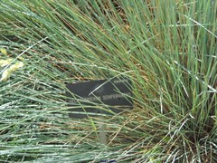 Helictotrichon sempervirens