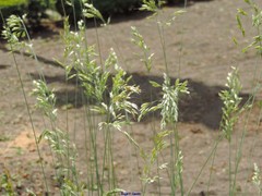 Helictotrichon sempervirens